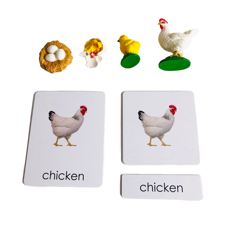 Life Cycle Animals Cards and M - огляд і ціна Kids Toys Cycle