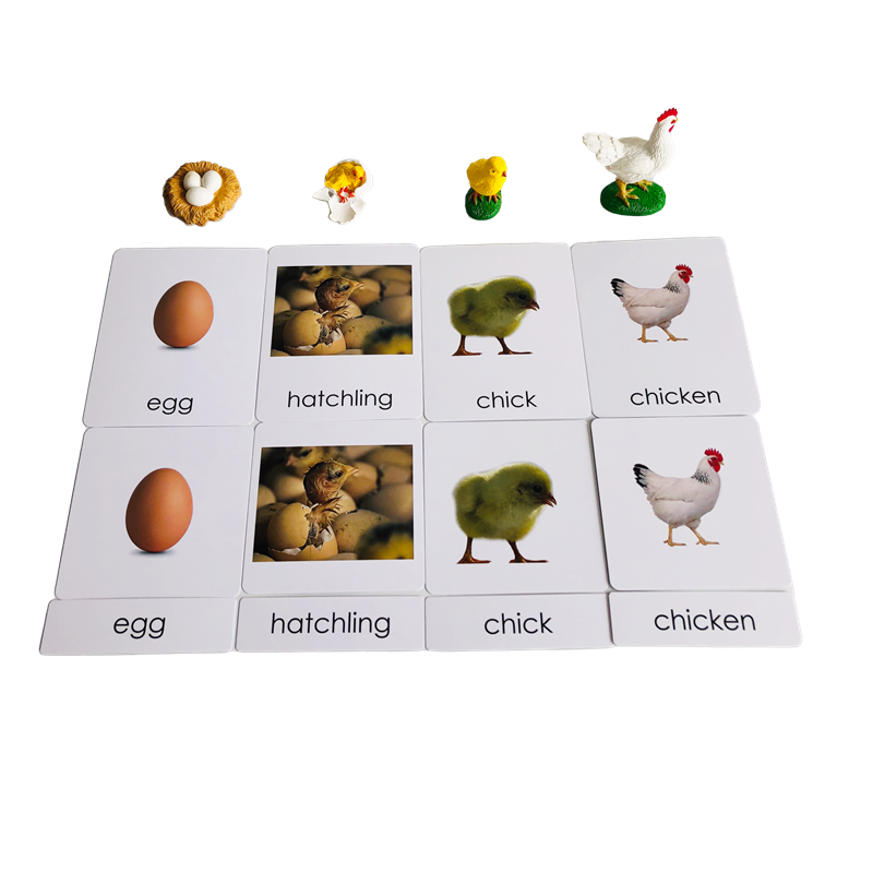 Life Cycle Animals Cards and M - огляд і ціна Kids Toys Cycle