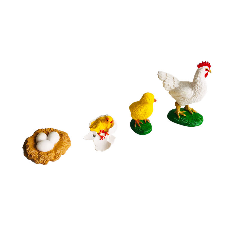 Life Cycle Animals Cards and M - огляд і ціна Kids Toys Cycle