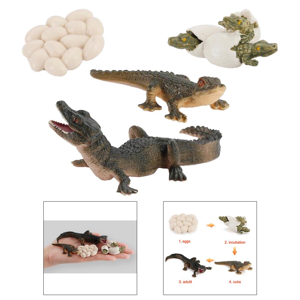 Nature Life Cycle Animal Growt - огляд і ціна Kids Toys Cycle