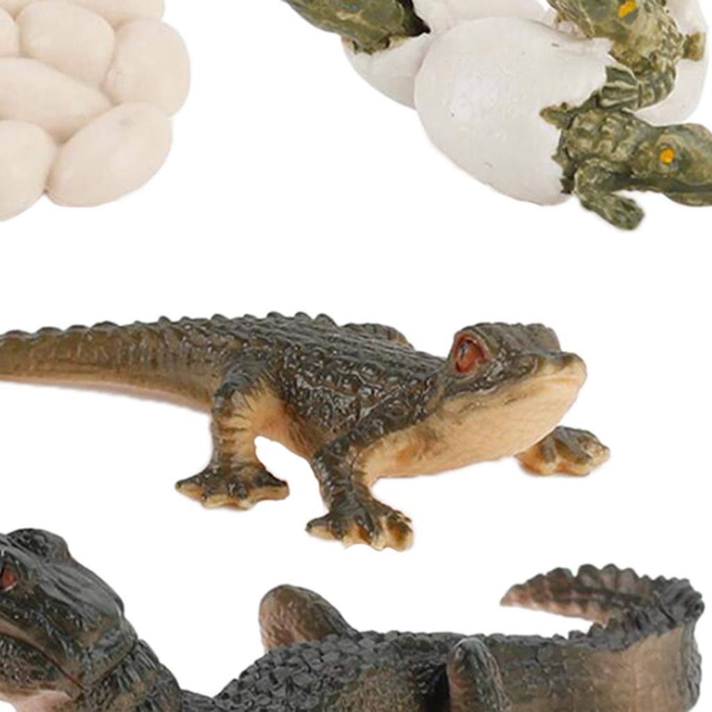 Nature Life Cycle Animal Growt - огляд і ціна Kids Toys Cycle